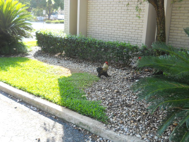 DSCN0836 (640x480) (640x480).jpg